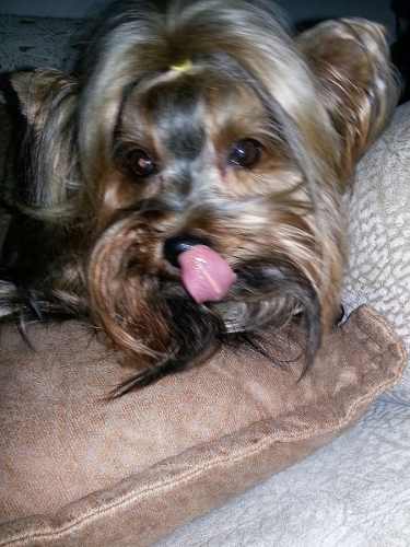 Yorkshire Terrier Con Pedigree Para Monta