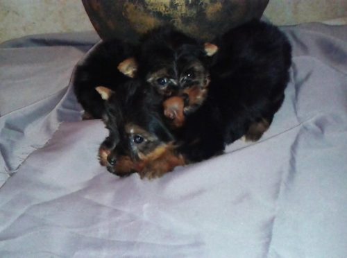 Yorkshire Terrier Hembra