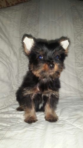 Yorkshire Terrier Teacup