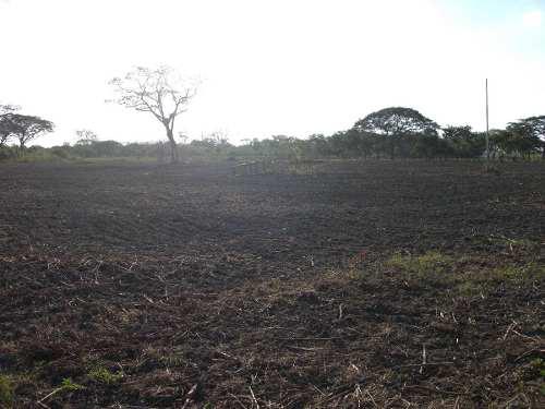 8 Hectareas Finca Sustrato Bandejas Germinacion