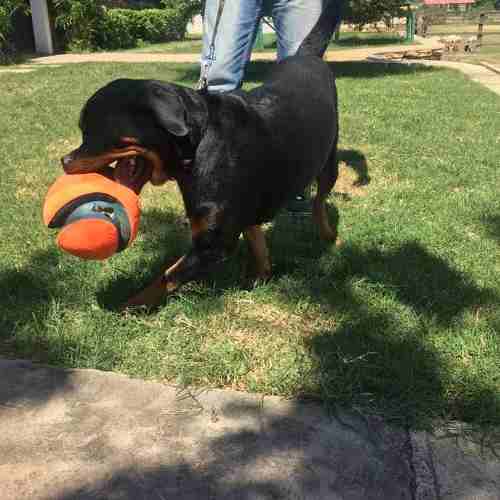 Cachorras Rottweiler Con Certificado Pedigree