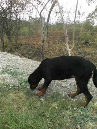 Cachorro Rottweiler Disponibles, Hembra Y Macho