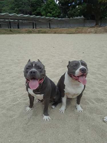 Cachorros Pit-bully