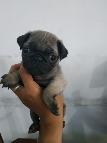 Cachorros Pug Carlino 1 Macho 160$