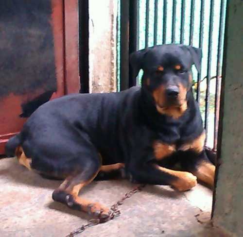 Cachorros Rottweiler 180green