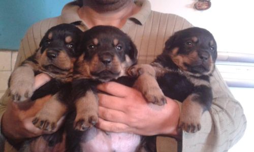 Cachorros Rottweiler