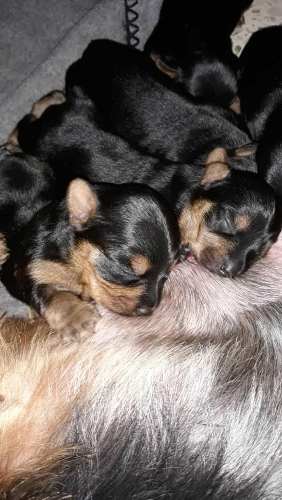 Hermosos Yorkshire Cachorros