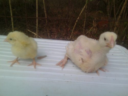 Pollos De Engorde Bebe