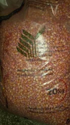 Semilla Maiz Certificado Amarillo 20 Kg Saco