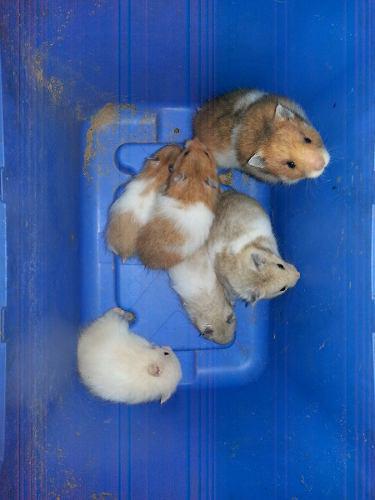 Hamsters Hanters Ratones Domesticos Angora Sirios