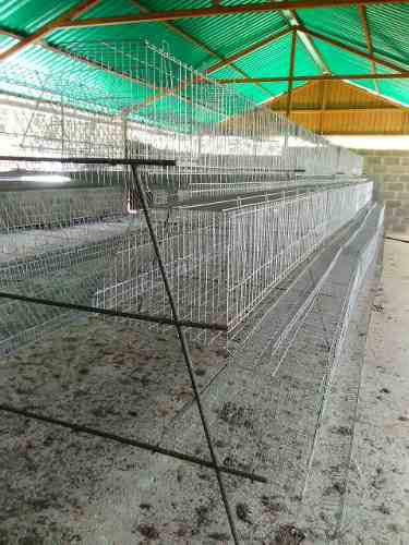 Modulos Para Gallinas Ponedoras