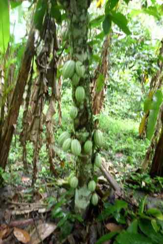 Plantas De Cacao