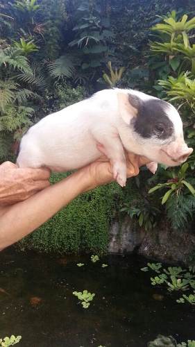 Cerdita Vietnamita Mini Pig De Un Mes