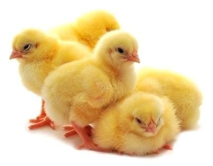 Pollos Bebe Para Engorde Maracay Pollos La Caridad Certifica