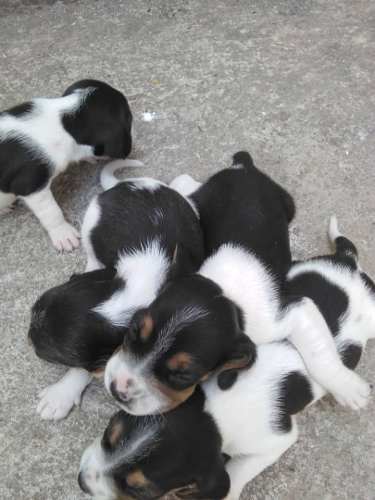 Cachorres Beagle 13