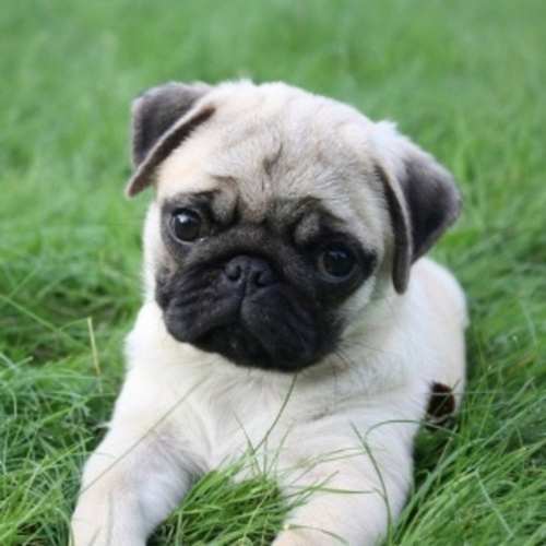 Cachorro Pug Carlino Macho Y Hembra