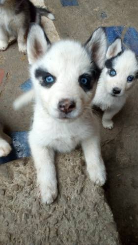 Cachorros Lobos