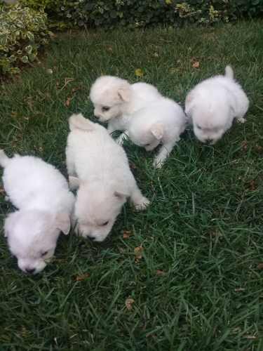 Cachorros Poodle