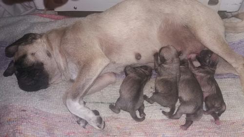Cachorros Pug Carlinos Recien Nacidos