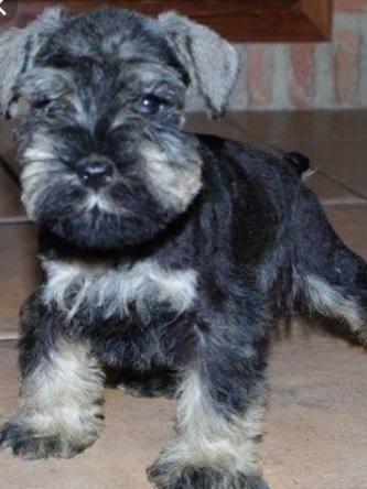 Schnauzer Miniatura