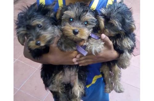 #ventadecachorros #yorkshireterrier