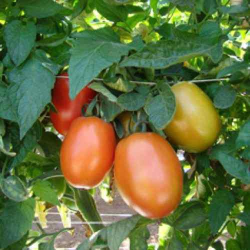 Semilla De Tomate Florida Y Pimenton Kongo Para Invernadero