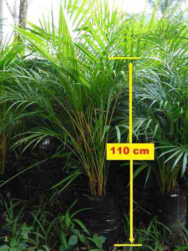 Palma Areca Ornamental