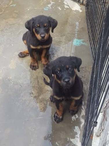 Cachorros Rottwailer