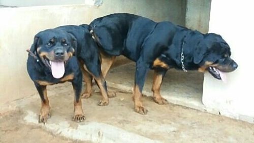 Cachorros Rottweiler Papa Con Pedigri Para Reservar!!!