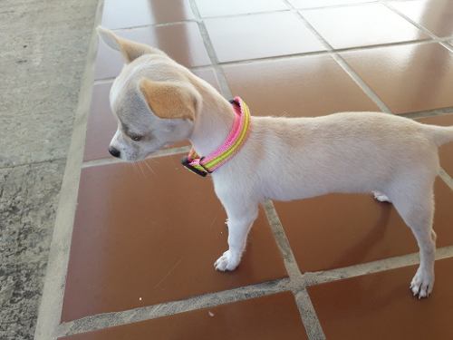 Hermosa Chihuahua (O F E R T A)