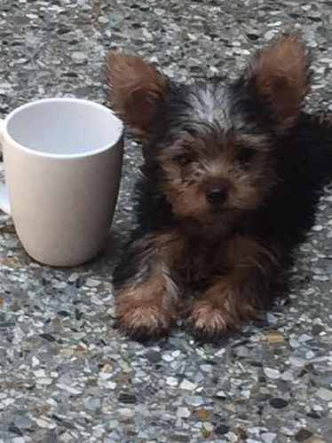 Hermosos Cachorros Ejemplares Yorkshire Manto Dorado Y Negro