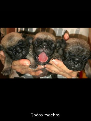 Hermosos Cachorros Pug Carlinos