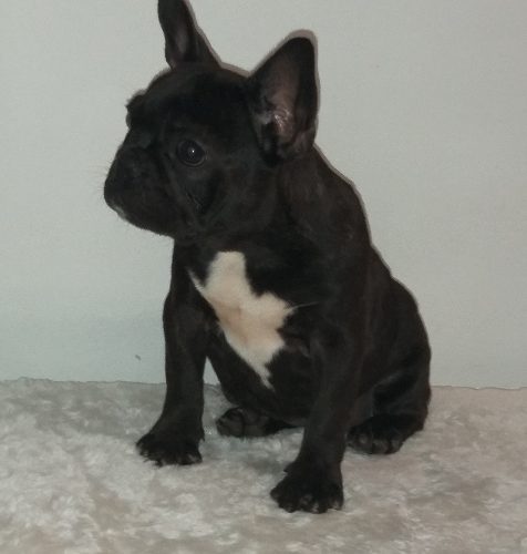 Magnífica Cachorra Bulldog Francés