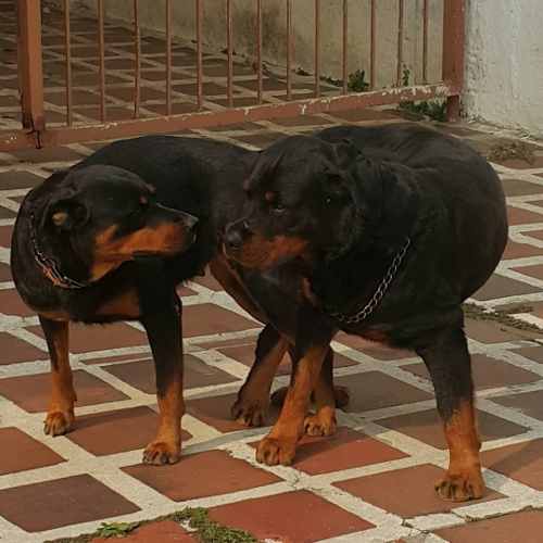 Proxima Camada De Cachorros De Rottweiler