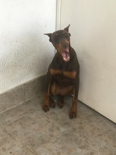 Se Vende Doberman