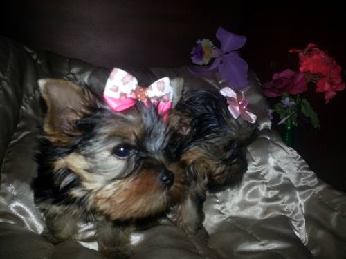 Yorkshire Terrier Hembras. Tea Cup Con Pedigree