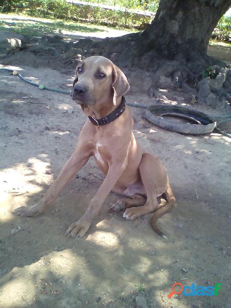 Vendo perros fila brasilero 100% puros