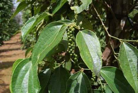 Planta De Pimienta Negra + Obsequio