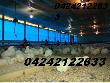Pollos Bebe Para Engorde Pollos Certificados