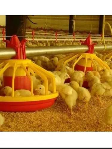 Pollos Bebes Para Engorde De Calidad