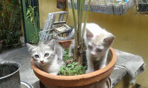 Gatos Machos Regalo