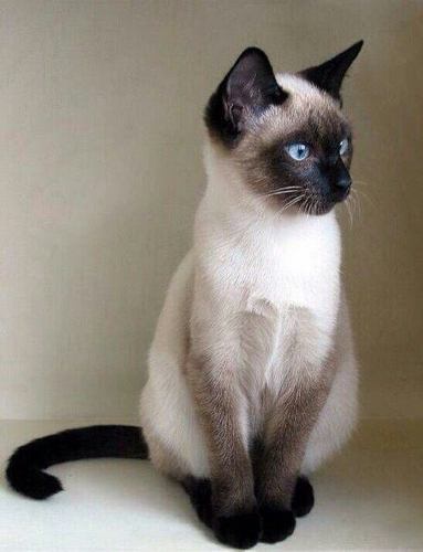 Adopcion Hermoso Gato Siames 🥇 Posot Class