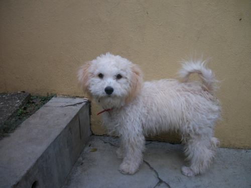 Cachorros Poodle Mini Toy Hembras