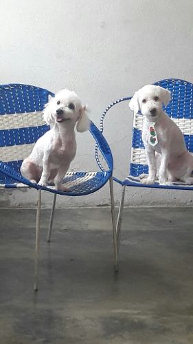 Cachorros Poodles