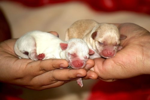 Chihuahuas Mini Hembras Cabeza Manzana Padres Pedigree