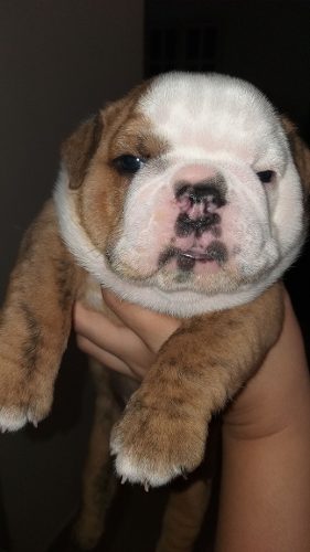 Hermosos Cachorros De Bulldog Ingles