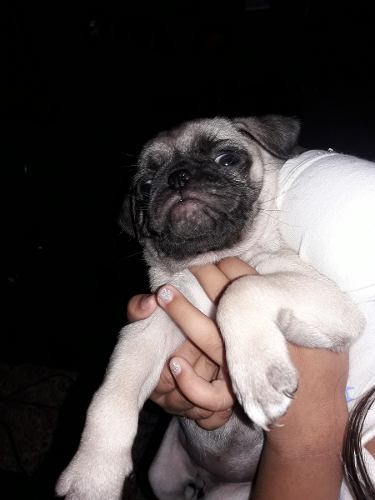 Pug Carlino