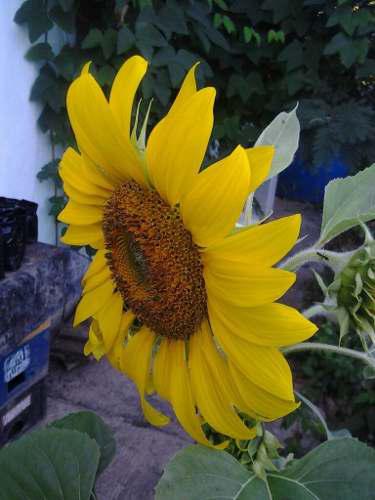 Girasol Semillas De Jardin, Fértiles