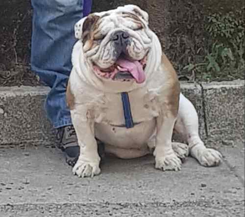 Cachorros Bulldog Ingles Con Pedigree.