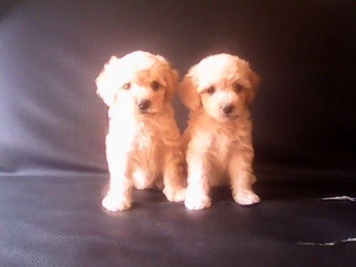 Cachorros Poodles Mini Toy